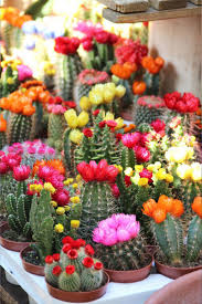 The native habitat for most cacti and succulents is a desert. How To Care For Cactus Strawflower Succulents Network