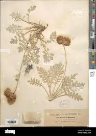 Image result for Centaurea ragusina