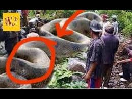 We did not find results for: Penemuan Ular Raksasa Di Kalimantan Ini Dia 6 Jenis Penemuan Ular Raksasa Di Dunia Youtube