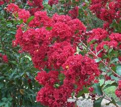Flowering trees, in particular, have high aesthetic value. Centennial Spirit Crape Myrtle Dallas Texas Treeland Nursery Myrtle Tree Crape Myrtle Flowering Trees
