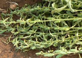 Image result for Sesamum schinzianum