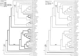 Image result for Anthericopsis