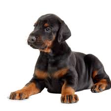 Will have 6 wk puppy shots. Petland Florida
