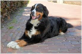 We do not use toy poodles in our f1 mini bernedoodle program. Meet The Mini Bernedoodle And Its Polar Opposite Parents Animalso