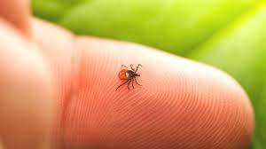 People should learn how to check for ticks, to actually do that daily, because if you can check each day, you know a tick hasn't been on longer than 24 hours, said dr. Lyme Disease Prevention 48 Hours After Tick Bite
