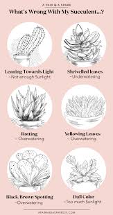 Our love for this emoji just keeps on growing more and more every day. What S Wrong With My Succulent Collective Gen
