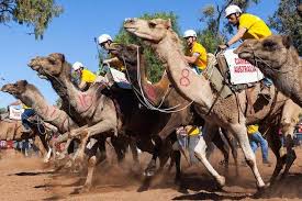 A camel store fatty tissue, not water in its hump which is used as a source of nourishment when food is scarce. The Camel Cup Happy Hump Day G Adventures