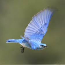 الطائر الازرق blue bird birds flying bird wings