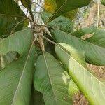 Image result for Terminalia macroptera