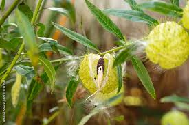 Image result for Gomphocarpus glaucophyllus