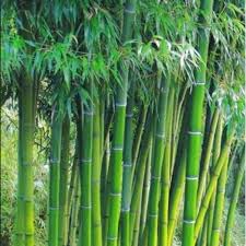 What Is Bamboo Plant All About Bamboo Bambooplant Bamboos Bamboo Plants Plants Bamboo