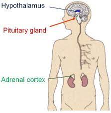 Stressor Activates Hypothalamic Pituitary Axis Hypothalamus Stimulates Pituitary Gland Pituitary Gland Secretes Adrenocorticotropic Hormone Eppp Publi