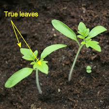 When to plant sunflowers sunflowers are sun worshipers that grow best in spots that get six to eight hours of · yes, you certainly can plant a sunflower in a pot. Gardening For Beginners 10 Easy Steps To Sowing Seeds Dengarden Home And Garden