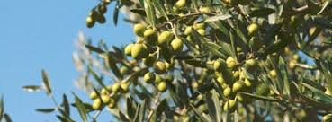 Les Olives Picholines La Vernede