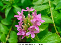 Image result for x Ruttyruspolia 'Phyllis van Heerden'