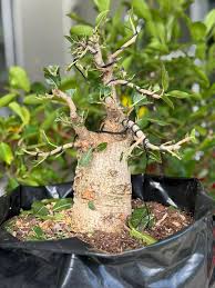 Image result for Ficus ingens