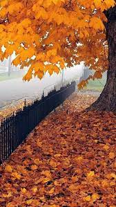 Beautiful Maple Leaf West Virgina Usa Autumn Scenes Autumn Scenery Beautiful Fall