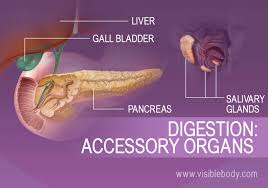Image result for digestive Alimentary Tract:Accessory organs
