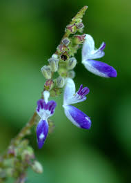 Image result for Equilabium stenosiphon