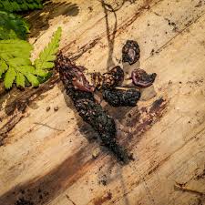 Image result for marten poop