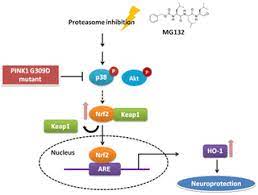 Proteasome inhibitors are drugs that block the action of proteasomes, cellular complexes that examplesedit. Antagonism Of Proteasome Inhibitor Induced Heme Oxygenase 1 Expression By Pink1 Mutation Plos One X Mol