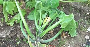 Some varieties are considered winter squashes, but this has to do with the time of fruiting, rather than the time of planting. The Proud Garden Now Here S A Part Of A Zucchini Plant Worth Tasting