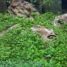 Image result for Glossostelma