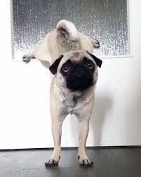 Pug Crazy Com Video Funny Animals Pug Dog Cute Dogs