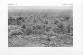 Image result for Vernonia ituriensis