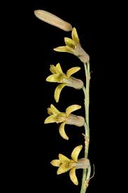 Image result for Dipcadi marlothii