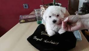 Expectant and nursing moms are given special supplements to insure healthy puppies. Tea Cup Maltese Puppy For Sale Home Facebook