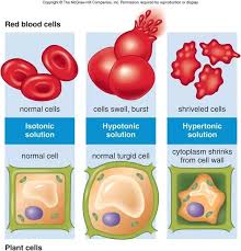 When the plant cell is placed in a hypotonic solution, it takes up water by osmosis and starts to swell, but the cell wall prevents it from bursting. Animal Cell In Hypertonic Solution What Happens