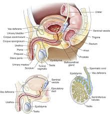 We know it can be difficult to learn the concepts of anatomy if you don't know what some anatomical terms mean. Male Reproductive System Basicmedical Key