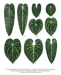 Pin By Natalie Lightfulimagery Com On Gardening Philodendron Plant Anthurium Plant Plants