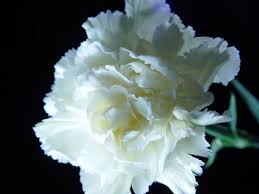 Flowers that represent strength and love. Flower Meaning Strength Courage And Love Hubpages