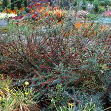 Image result for Cotoneaster