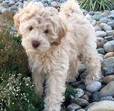 Standard labradoodle puppies for sale in ohio. Home Riverbend Labradoodles Ohio Labradoodle Breeder