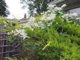Maybe you would like to learn more about one of these? The Hoosier Gardener Plant Regrets Gardeners Have A Few