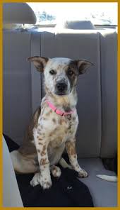 Image Result For Blue Heeler Chihuahua Mix Koolie Dog Australian Cattle Dog Mix Heeler Puppies