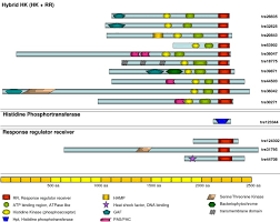 This polymer product is characterized by a superior impact resistance. The Information Highways Of A Biotechnological Workhorse Signal Transduction In Hypocrea Jecorina Bmc Genomics Full Text