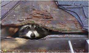 That sounds like raccoon proof to me. What To Do About Raccoon Damage In Florida