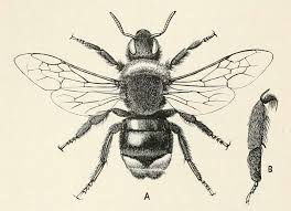 Image result for Bombus vestalis