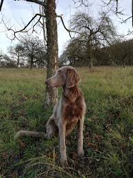 Image result for výmarský dlouhosrstý ohař