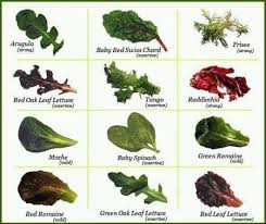 Different kinds of lettuce pictures. Lettuce And Lust Nasuki Guru There S A Salad In My Pasta