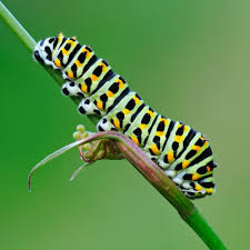 Die Wichtigsten Futterpflanzen Fur Schmetterlingsraupen Schmetterlingsraupen Schmetterlingspflanzen Raupe