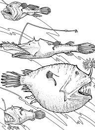 Hi people , our newly posted coloringsheet which you canhave fun with is monster fish in the deep sea coloring pages, posted on monster fishcategory.this particullar coloring sheet height & width is about 600 pixel x 463 pixel with approximate file size for around 43.08 kilobytes. Angler Fish Is Deep Sea Fish Coloring Pages Best Place To Color Fish Coloring Page Deep Sea Animals Sea Fish