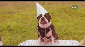 Small Dogs Win Every Time And Here S Why Happy Birthday Dog Gif Birthday Dog Gif Happy Birthday Dog