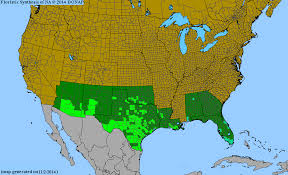 Image result for Urochloa deflexa