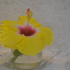 Hibiscus Hibiscus Glass Vase Flowers