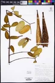 Image result for Strophanthus bequaertii
